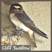 Cliff Swallow